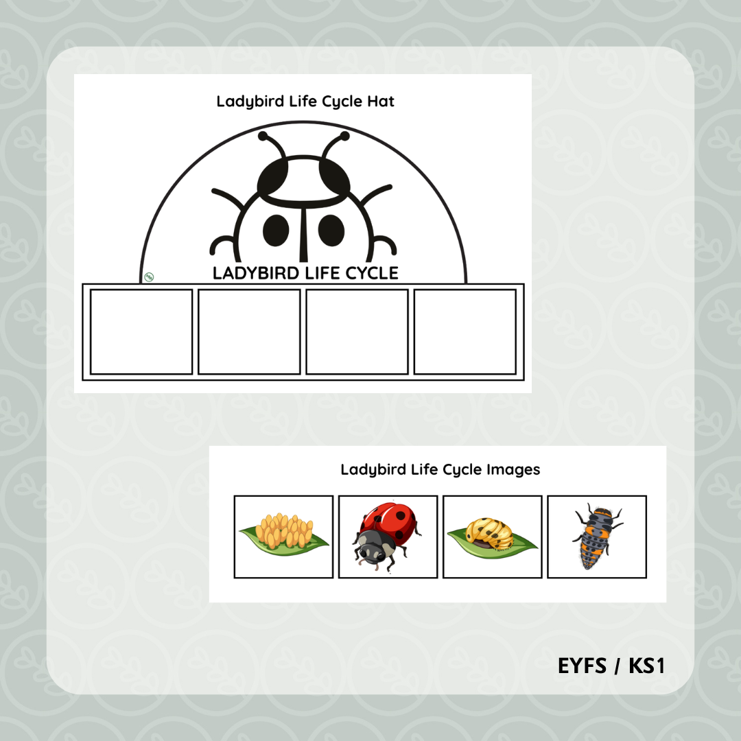Ladybird Life Cycle Hat
